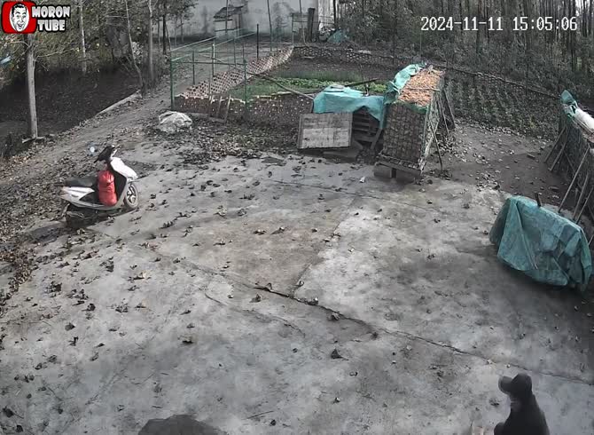Video :To sell his body to Chinese restaurants, he poisons a dog (Shock)